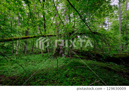 Late springtime deciduous forest with fresh green rich trees around 129630009