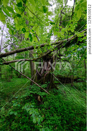 Late springtime deciduous forest with fresh green rich trees around 129630012