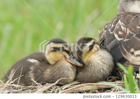 The chick of the gulls 129630013