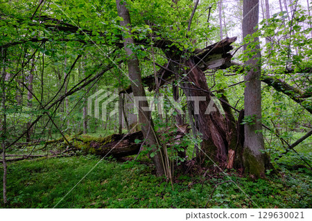 Late springtime deciduous forest with fresh green rich trees around 129630021