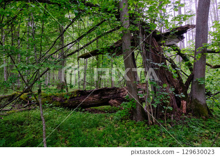 Late springtime deciduous forest with fresh green rich trees around 129630023