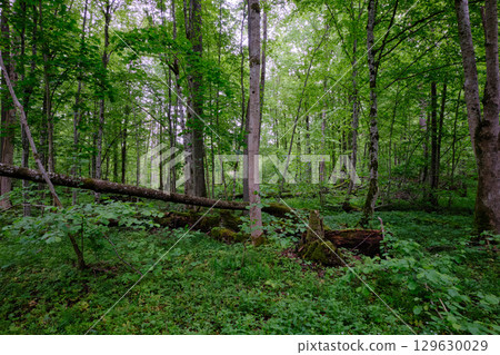 Late springtime deciduous forest with fresh green rich trees around Late springtime deciduous forest with fresh green rich trees around 129630029