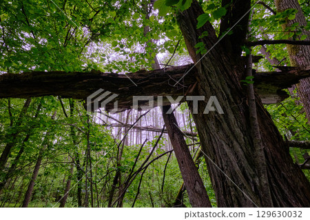 Late springtime deciduous forest with fresh green rich trees around Late springtime deciduous forest with fresh green rich trees around 129630032