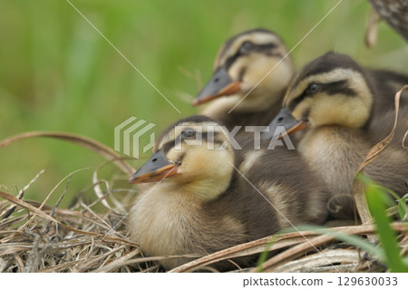 The chick of the gulls The chick of the gulls 129630033