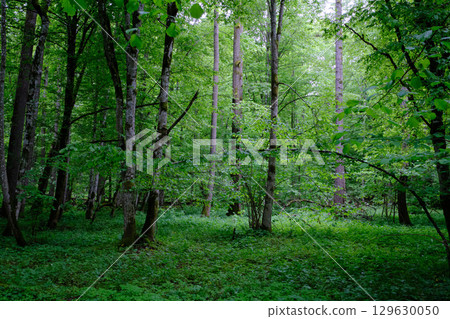 Late springtime deciduous forest with fresh green rich trees around 129630050