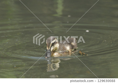 海鷗的小雞 海鷗的小雞 129630088
