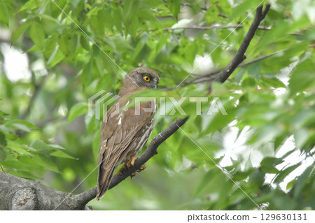 青葉 青葉 129630131