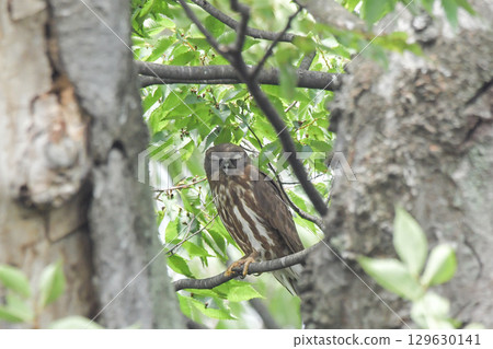 Aobazuku Aobazuku 129630141