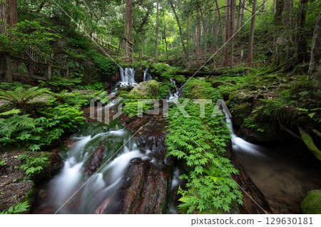 Fresh greenery at Uriwari Falls (Wakasa Town, Mikata-Kaminaka District, Fukui Prefecture) 129630181