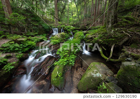 Fresh greenery at Uriwari Falls (Wakasa Town, Mikata-Kaminaka District, Fukui Prefecture) 129630190