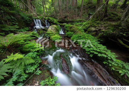 Fresh greenery at Uriwari Falls (Wakasa Town, Mikata-Kaminaka District, Fukui Prefecture) 129630200