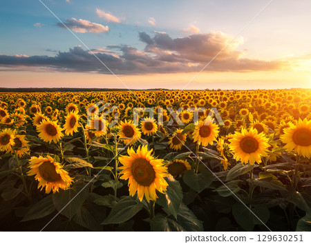 Splendid scene of vivid yellow sunflowers in the evening. 129630251