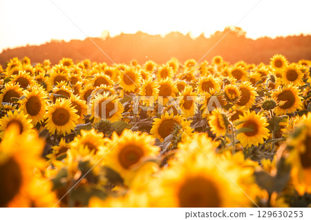 Breathtaking view of vivid yellow sunflowers in the evening. 129630253