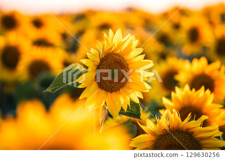 A breathtaking view of yellow sunflowers in the rays of sunlight. 129630256