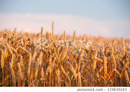 Gorgeous ripe ears of wheat in a field in the evening. Gorgeous ripe ears of wheat in a field in the evening. 129630263