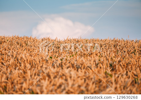 Gorgeous ripe ears of wheat in a field in the evening. 129630268