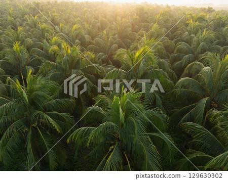 Aerial view of coconut trees with fruits in the sunrise 129630302