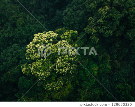 Aerial view of beautiful tropical forest mountain landscape in spring Aerial view of beautiful tropical forest mountain landscape in spring 129630320