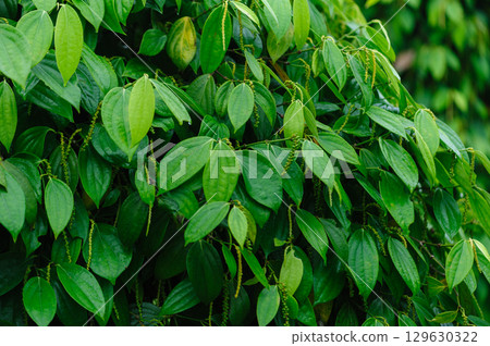 Black pepper fruits grow on tree in garden 129630322
