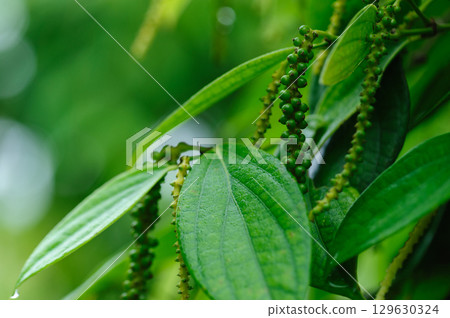 Black pepper fruits grow on tree in garden 129630324