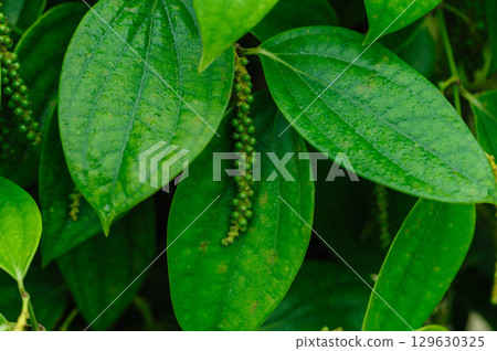 Black pepper fruits grow on tree in garden 129630325