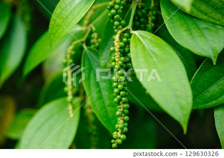 Black pepper fruits grow on tree in garden 129630326