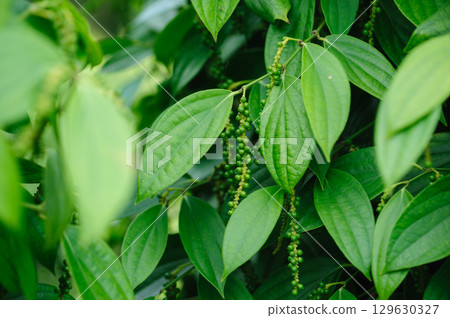 Black pepper fruits grow on tree in garden 129630327