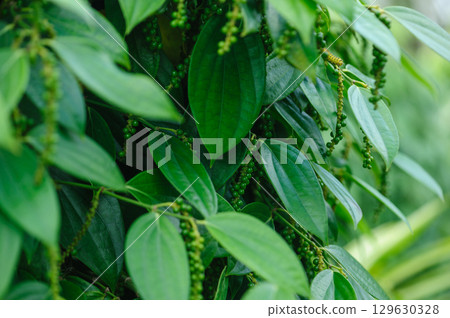 Black pepper fruits grow on tree in garden 129630328