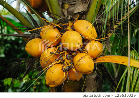 Coconut fruits grow on tree Coconut fruits grow on tree 129630329