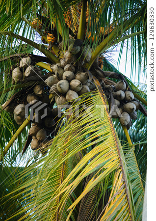 Dried coconut fruits on tree Dried coconut fruits on tree 129630330