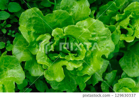 Green lettuce in growth at vegetable garden 129630337