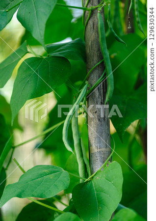 French beans plants in growth at vegetable field 129630344