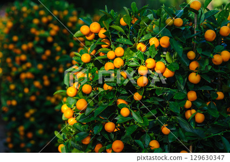 Potted plant Chinese citrus for a happy chinese new year's decoration Potted plant Chinese citrus for a happy chinese new year's decoration 129630347