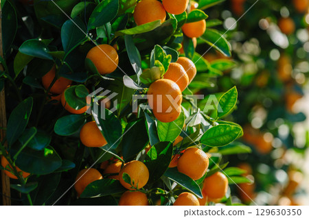 Potted plant Chinese citrus  for a happy chinese new year's decoration 129630350