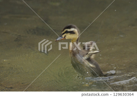 The chick of the gulls 129630364