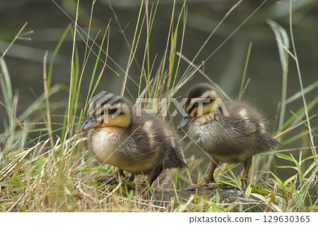 The chick of the gulls 129630365