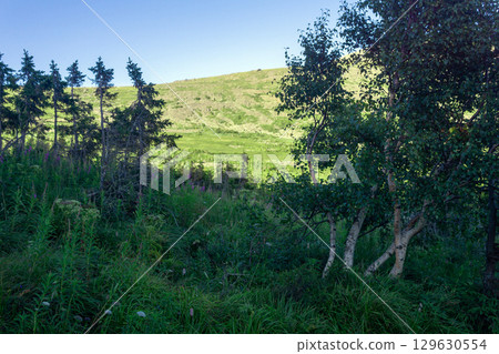 Evening mountain forest with dwarf spruce and birch trees in the Northern Urals Evening mountain forest with dwarf spruce and birch trees in the Northern Urals 129630554