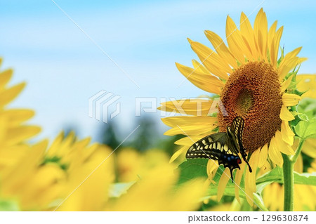 一隻可愛的燕尾蝶正在從向日葵中吸取花蜜。夏日風景。藍天。 一隻可愛的燕尾蝶正在從向日葵中吸取花蜜。夏日風景。藍天。 129630874