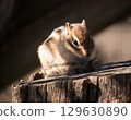 Chipmunk 129630890