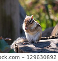 Chipmunk 129630892