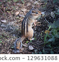Cute Chipmunk 129631088