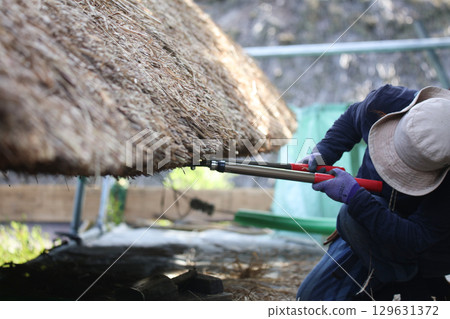 一名婦女正在修剪茅草屋頂 129631372