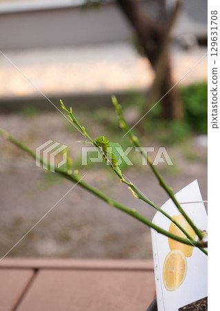 毛毛蟲吃檸檬葉 毛毛蟲吃檸檬葉 129631708