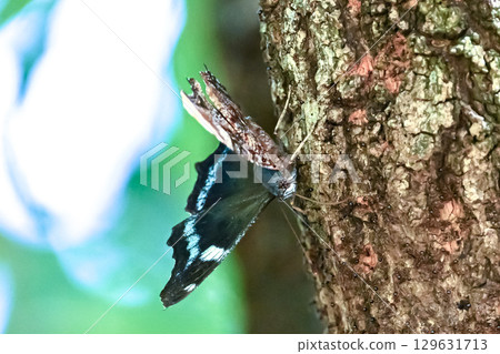 A blue butterfly sucking nectar 129631713