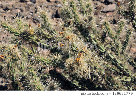 Cholla cactus, Close up, Sonora Desert, Mid Fall Cholla cactus, Close up, Sonora Desert, Mid Fall 129631779
