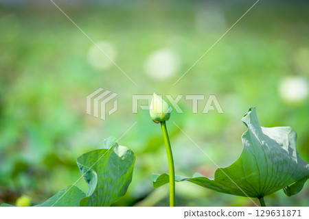 Lotus flower (Lotus or Nelumbo) 129631871