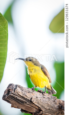 Bird (Olive-backed sunbird) on tree in nature wild 129631874