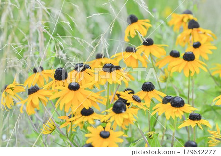 Rudbeckia hirta, commonly called black-eyed Susan and yellow coneflower, is a North American flowering plant in the family Asteraceae. It grows to 1 metre tall with daisy-like yellow flower heads Rudbeckia hirta, commonly called black-eyed Susan and yellow coneflower, is a North American flowering plant in the family Asteraceae. It grows to 1 metre tall with daisy-like yellow flower heads 129632277