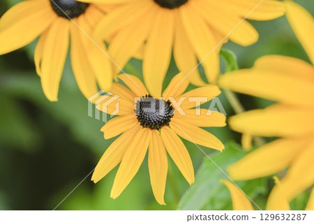 Rudbeckia hirta, commonly called black-eyed Susan and yellow coneflower, is a North American flowering plant in the family Asteraceae. It grows to 1 metre tall with daisy-like yellow flower heads Rudbeckia hirta, commonly called black-eyed Susan and yellow coneflower, is a North American flowering plant in the family Asteraceae. It grows to 1 metre tall with daisy-like yellow flower heads 129632287