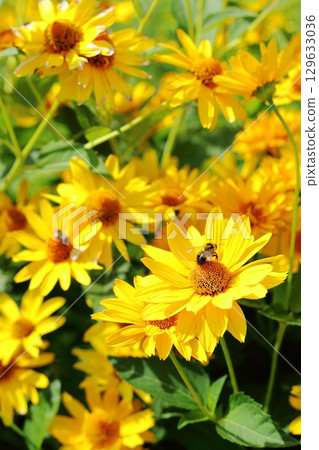 Beautiful yellow flowers Beautiful yellow flowers 129633036